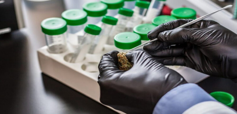 Cannabis Lab Testing Problems Continue Nationwide