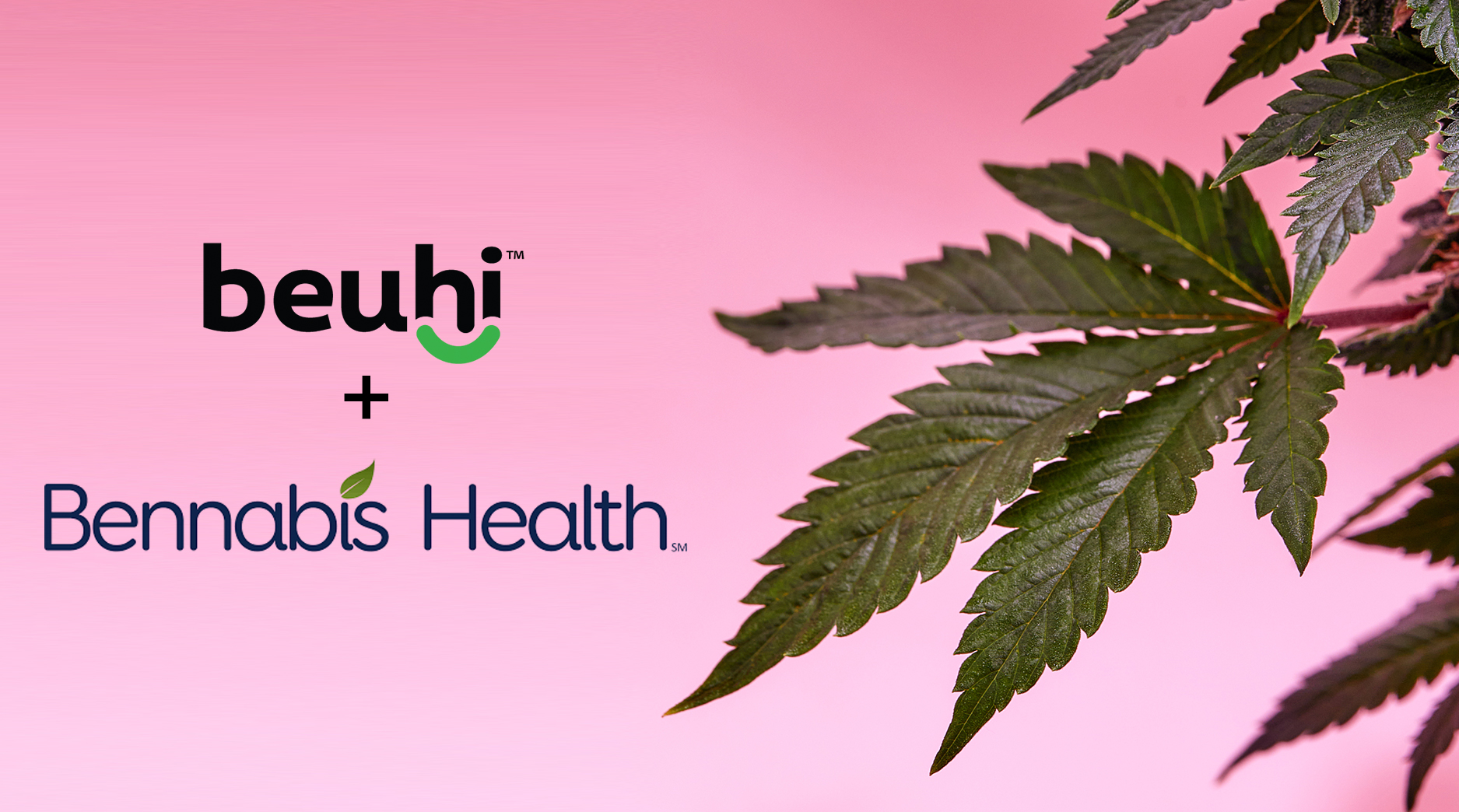 Beuhi, Inc. partners with Bennabis Health